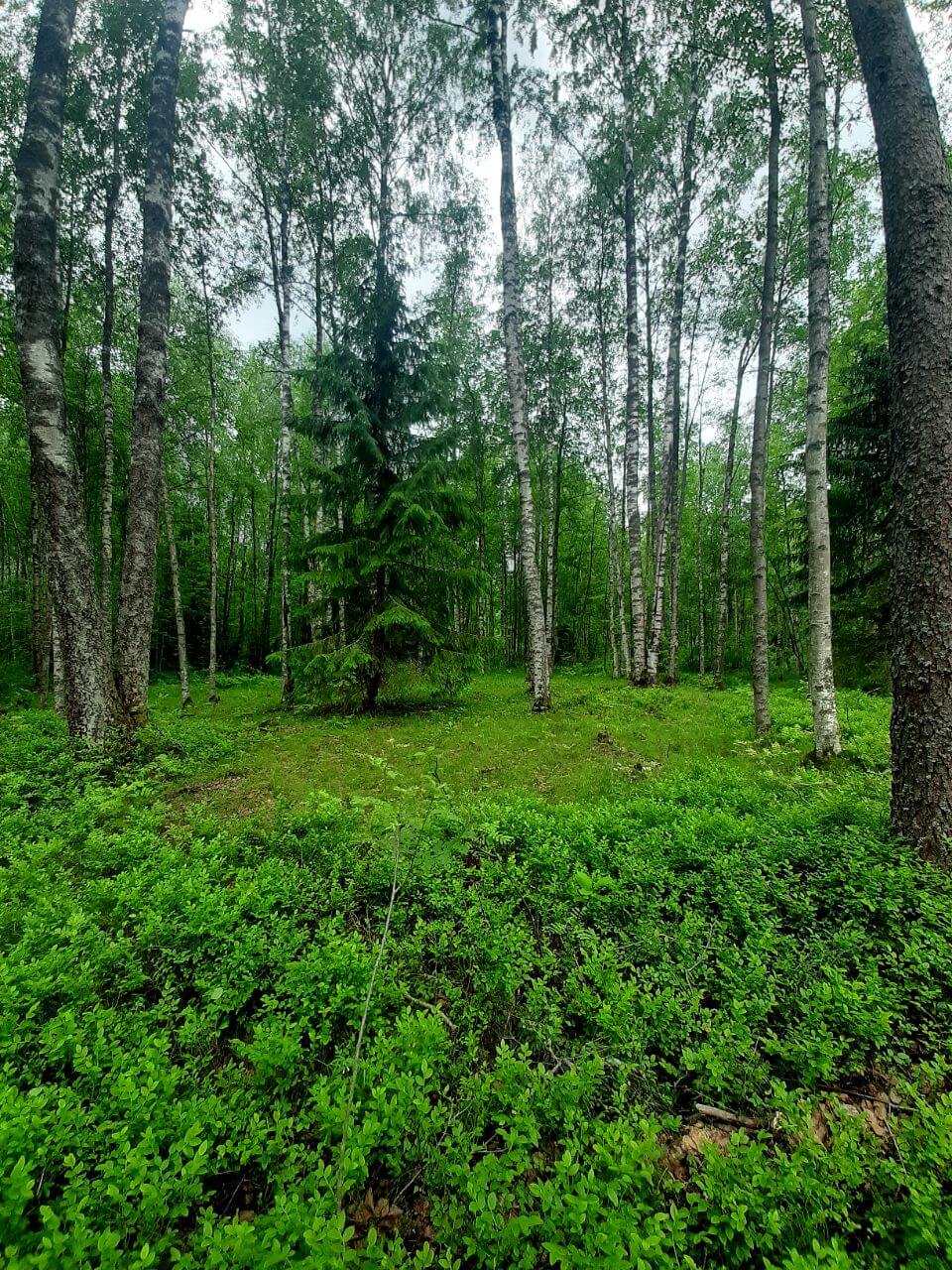 Эко forest. Эко Форест КП. Экофорест коттеджный поселок. Эко Токсово. Эко Форест Шатура.